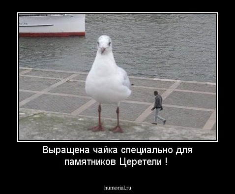 Выращена чайка специально для памятников Церетели !