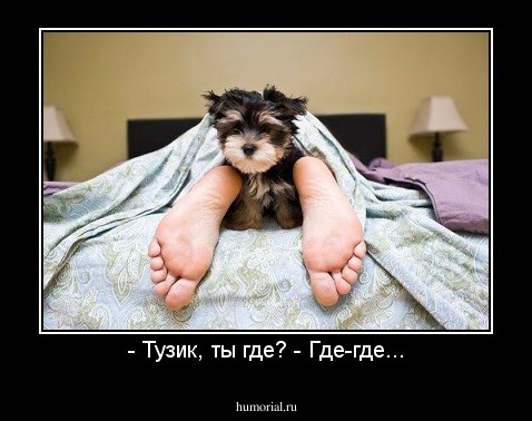 - Тузик, ты где? - Где-где...