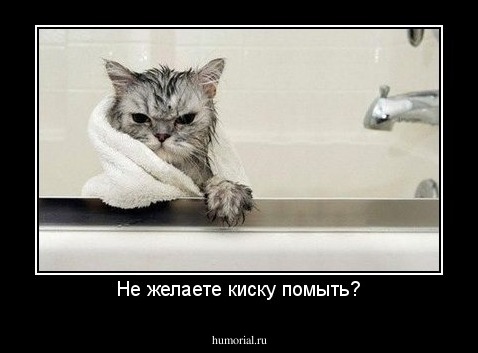 Не желаете киску помыть?
