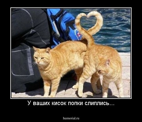 У ваших кисок попки слиплись...
