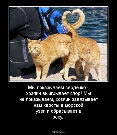 Мы показываем сердечко - хозяин выигрывает спор! Мы не показываем, хозяин завязывает нам хвосты в морской узел и сбрасывает в реку.