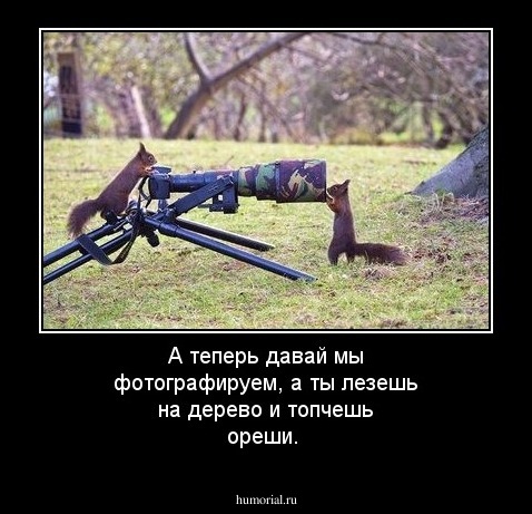 А теперь давай мы фотографируем, а ты лезешь на дерево и топчешь ореши.