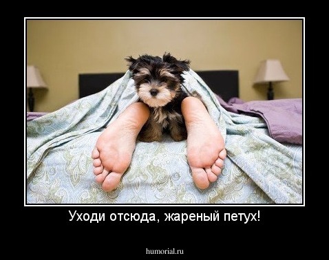 Уходи отсюда, жареный петух!
