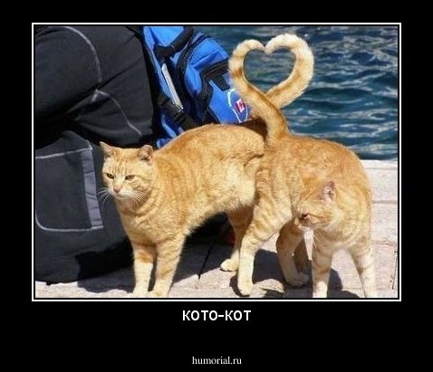 кото-кот