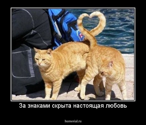 За знаками скрыта настоящая любовь