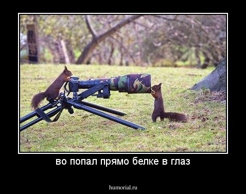 во попал прямо белке в глаз