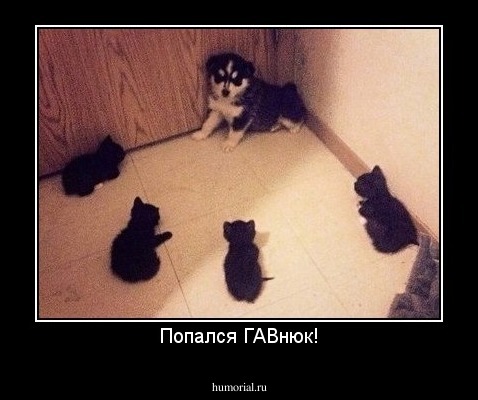 Попался ГАВнюк!