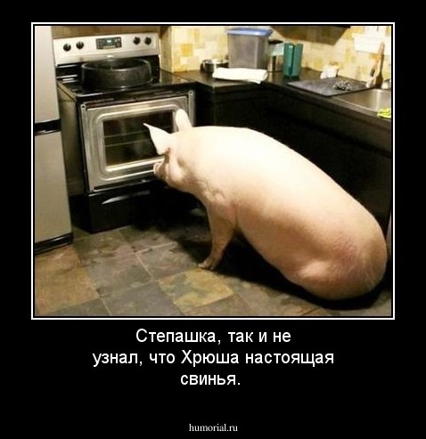 Степашка, так и не узнал, что Хрюша настоящая свинья.