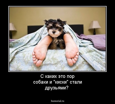С каких это пор собаки и "киски" стали друзьями?