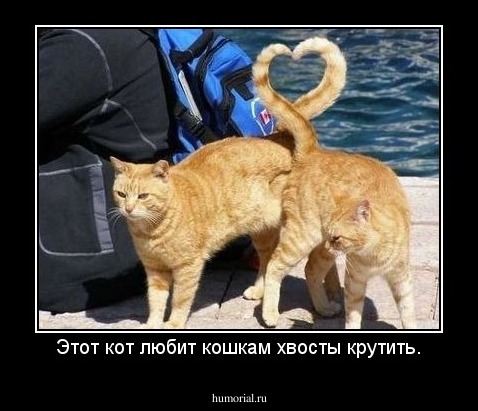 Этот кот любит кошкам хвосты крутить.