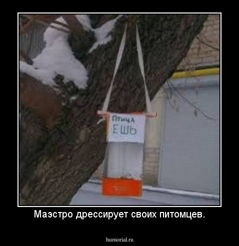 Маэстро дрессирует своих питомцев.