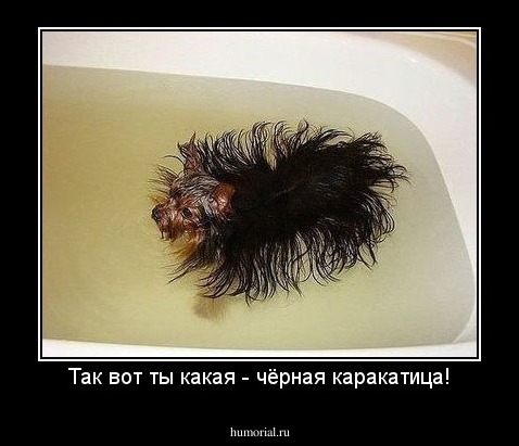 Так вот ты какая - чёрная каракатица!