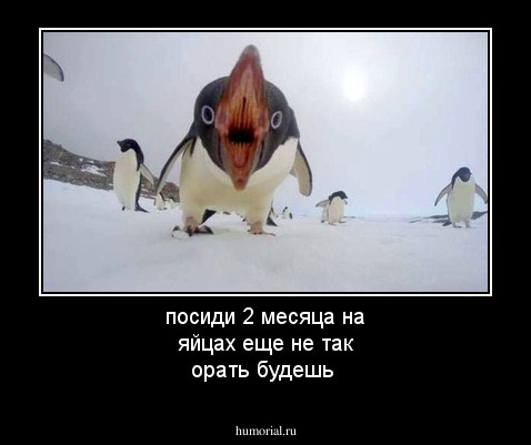 посиди 2 месяца на яйцах еще не так орать будешь