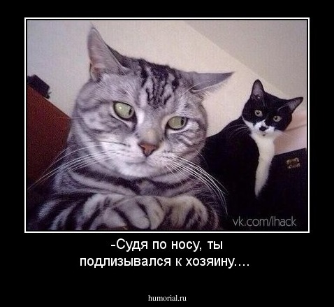 -Судя по носу,  ты подлизывался к хозяину....