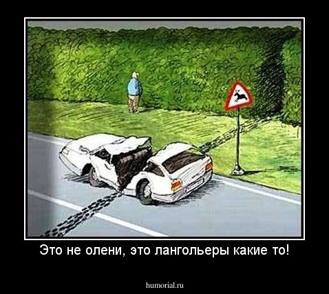 Это не олени, это лангольеры какие то!