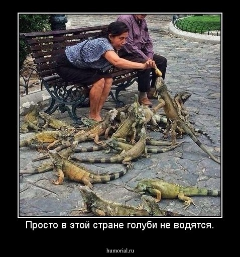Просто в этой стране голуби не водятся.