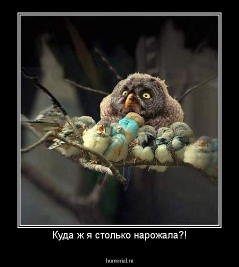 Куда ж я столько нарожала?!