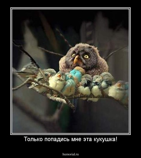 Только попадись мне эта кукушка!