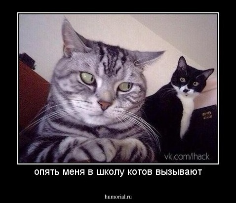 опять меня в школу котов вызывают