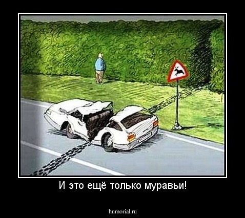 И это ещё только муравьи!