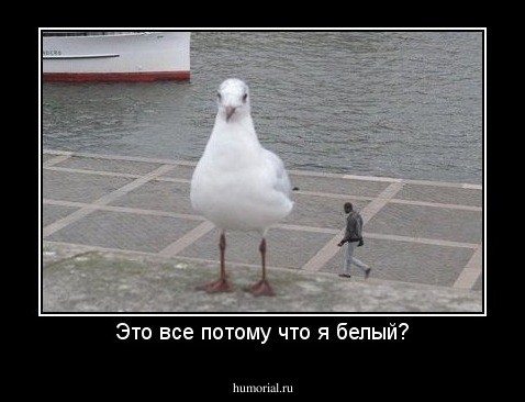 Это все потому что я белый?