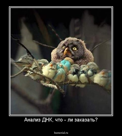 Анализ ДНК, что - ли заказать?