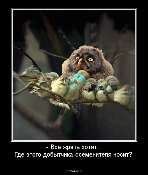 - Все жрать хотят...  Где этого добытчика-осеменителя носит? 