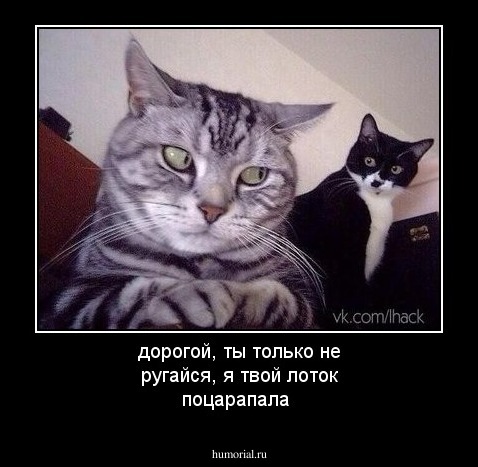 дорогой, ты только не ругайся, я твой лоток поцарапала