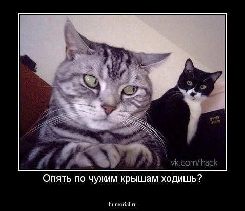 Опять по чужим крышам ходишь?