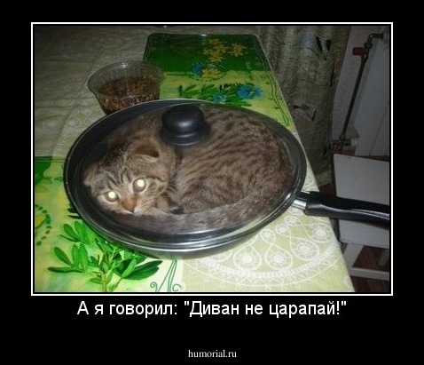 А я говорил: "Диван не царапай!"