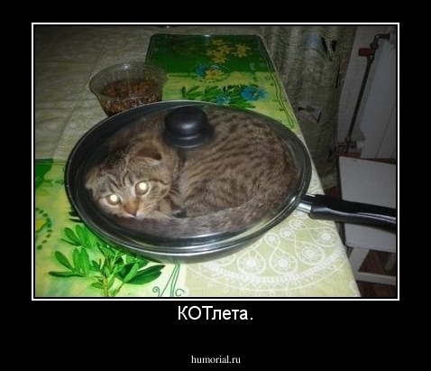 КОТлета.