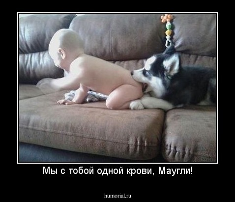Мы с тобой одной крови, Маугли!