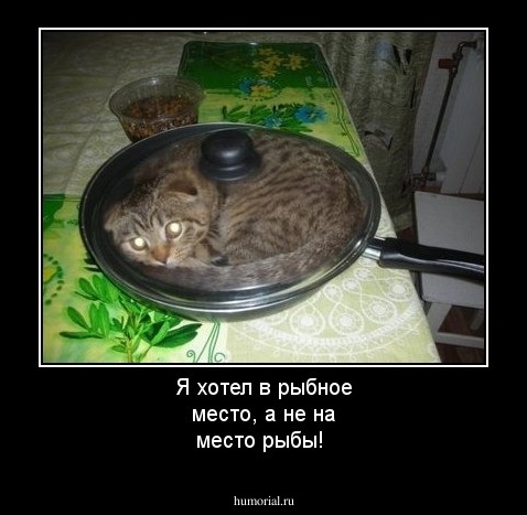 Я хотел в рыбное место, а не на место рыбы!  