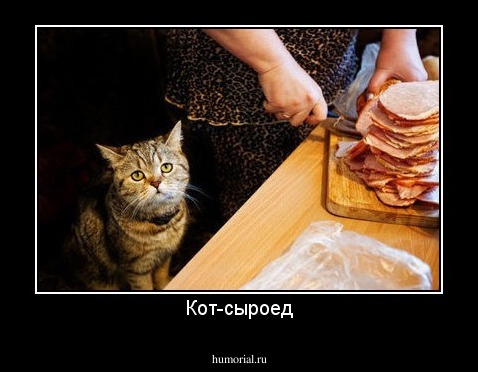 Кот-сыроед