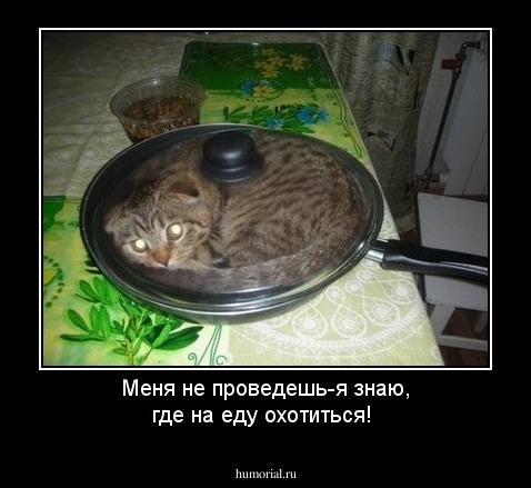 Меня не проведешь-я знаю, где на еду охотиться!