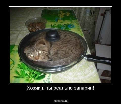 Хозяин, ты реально запарил!