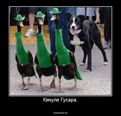 Кинули Гусара.