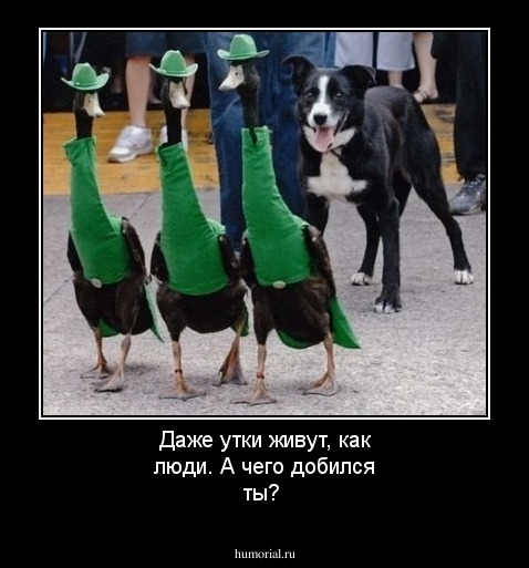 Даже утки живут, как люди. А чего добился ты?