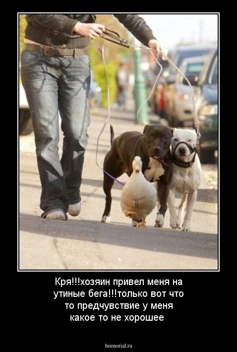Кря!!!хозяин привел меня на утиные бега!!!только вот что то предчувствие у меня какое то не хорошее