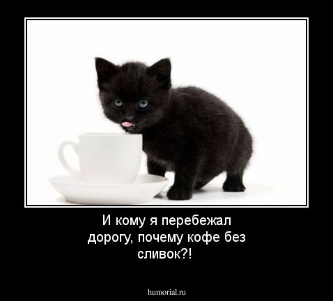 И кому я перебежал дорогу, почему кофе без сливок?!