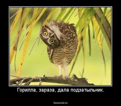Горилла, зараза, дала подзатыльник.
