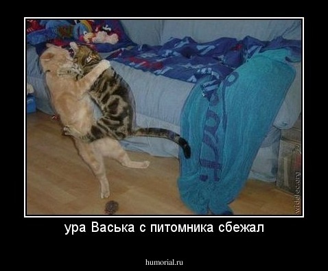 ура Васька с питомника сбежал