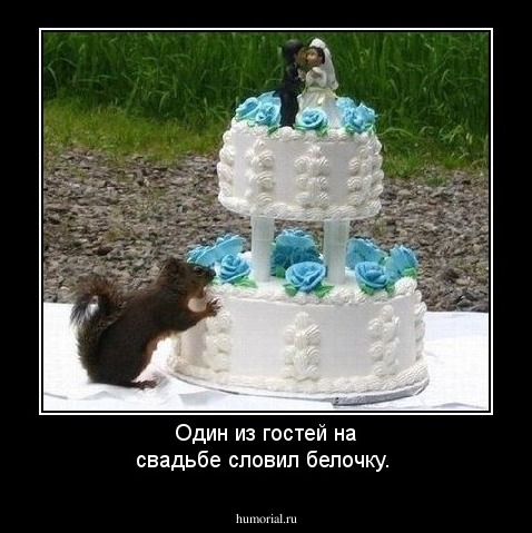 Один из гостей на свадьбе словил белочку.