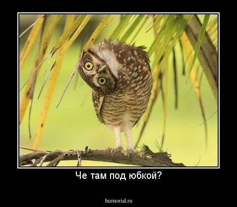 Че там под юбкой?
