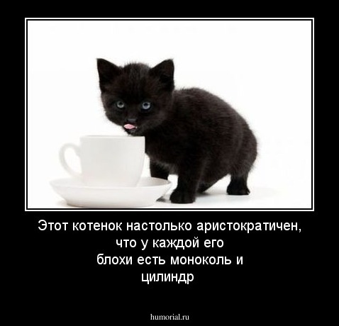 Этот котенок настолько аристократичен, что у каждой его блохи есть моноколь и цилиндр
