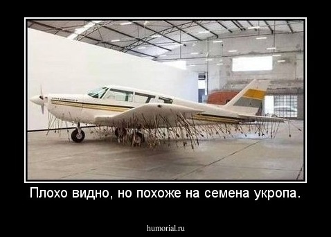 Плохо видно, но похоже на семена укропа.