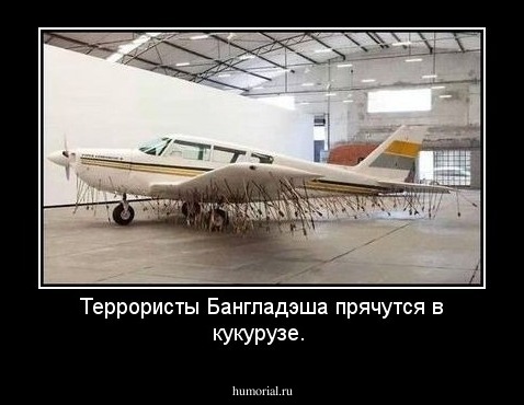 Террористы Бангладэша прячутся в кукурузе.