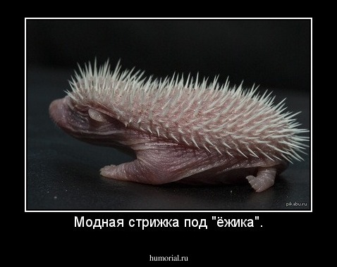Модная стрижка под "ёжика".