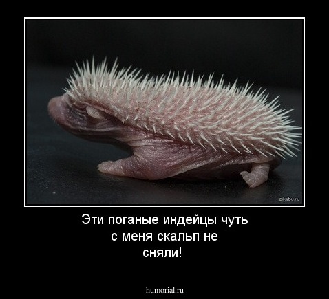 Эти поганые индейцы чуть с меня скальп не сняли!