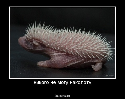 никого не могу наколоть